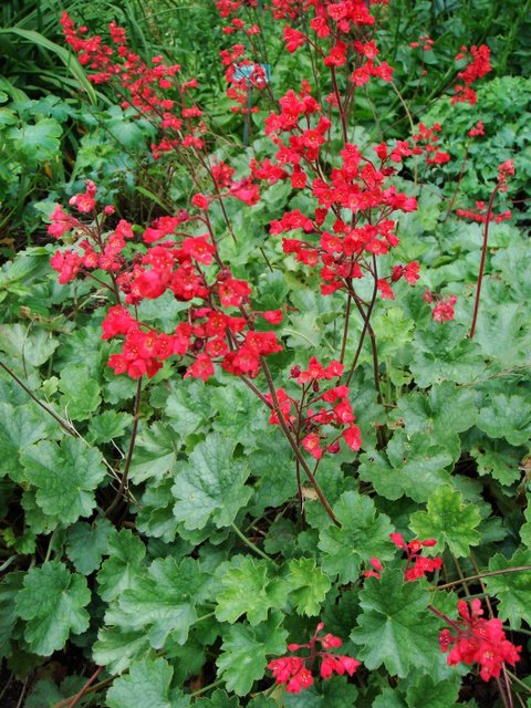 Heuchera sanguinea 'Splendens'